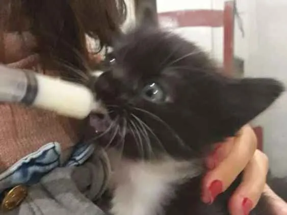 Gato ra a Sem raça definida  idade 2 a 6 meses nome Amora
