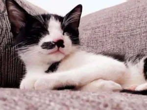 Gato raça SRD  idade 2 a 6 meses nome Bernardo 