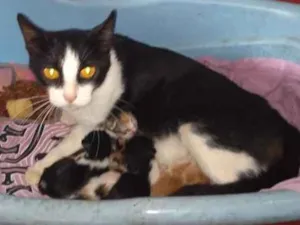 Gato raça Vira lata  idade Abaixo de 2 meses nome Não tem