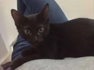 Gato raça SRD idade 2 a 6 meses nome Lorenzo e Lucca
