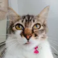 Molly