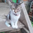 Molly