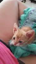 Simba