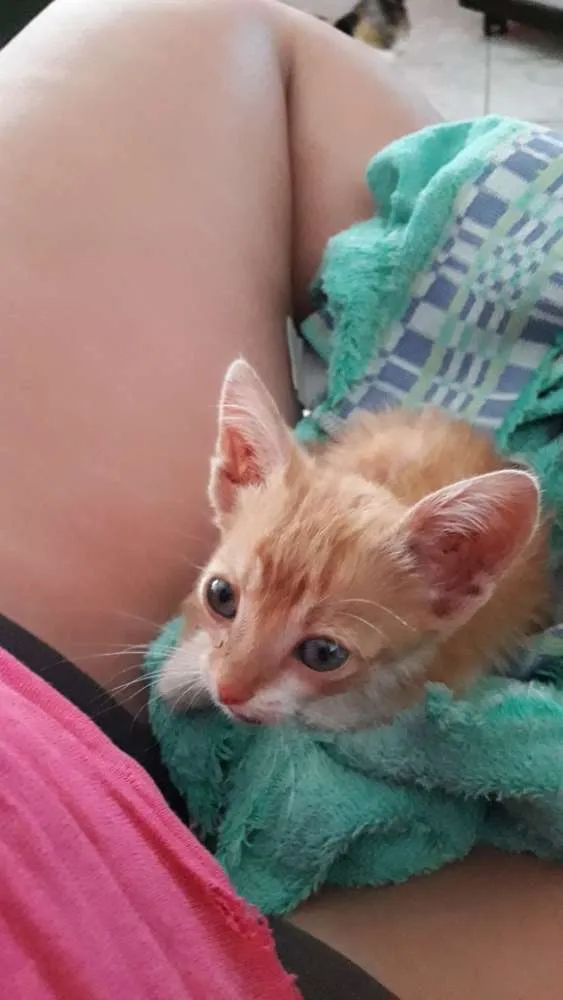 Gato ra a Vira lata  idade Abaixo de 2 meses nome Simba