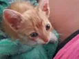 Simba
