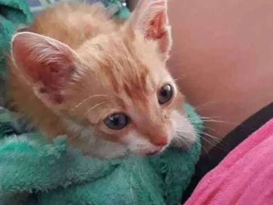 Gato ra a Vira lata  idade Abaixo de 2 meses nome Simba