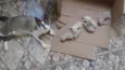 gatinhos