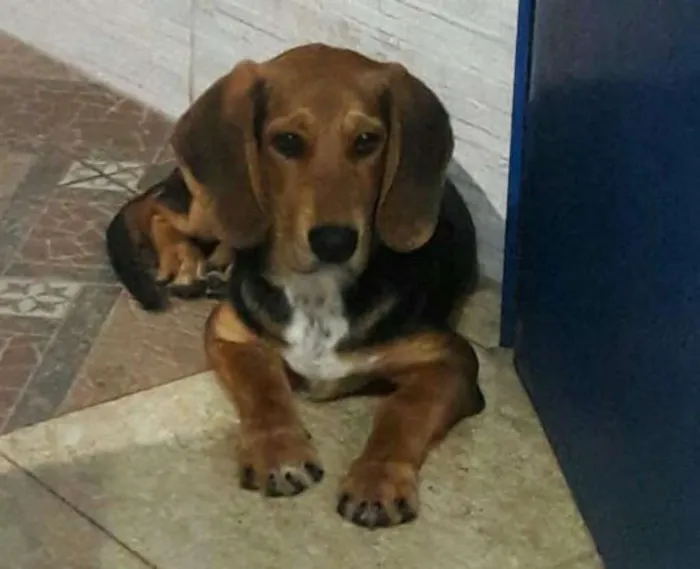 Cachorro ra a Beangle  idade 2 a 6 meses nome Marley 