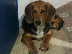 Cachorro raça Beangle  idade 2 a 6 meses nome Marley 