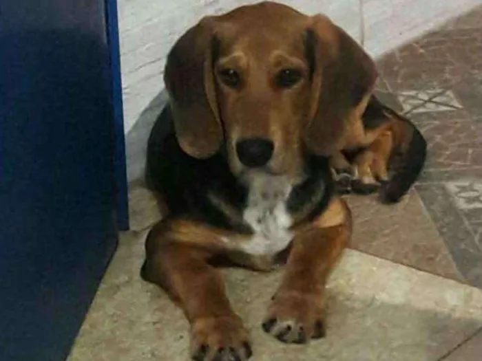 Cachorro ra a Beangle  idade 2 a 6 meses nome Marley 