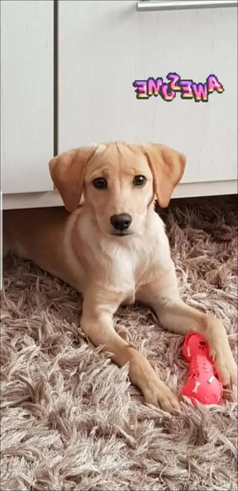Cachorro ra a Viralata idade 7 a 11 meses nome Emma