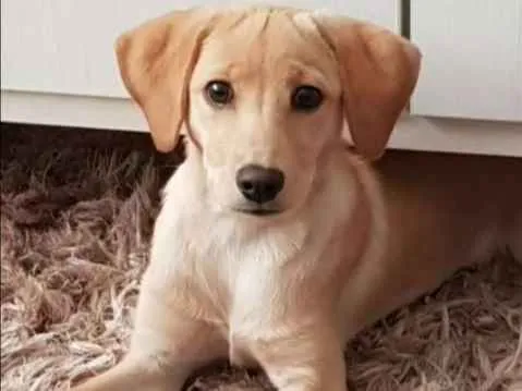 Cachorro ra a Viralata idade 7 a 11 meses nome Emma