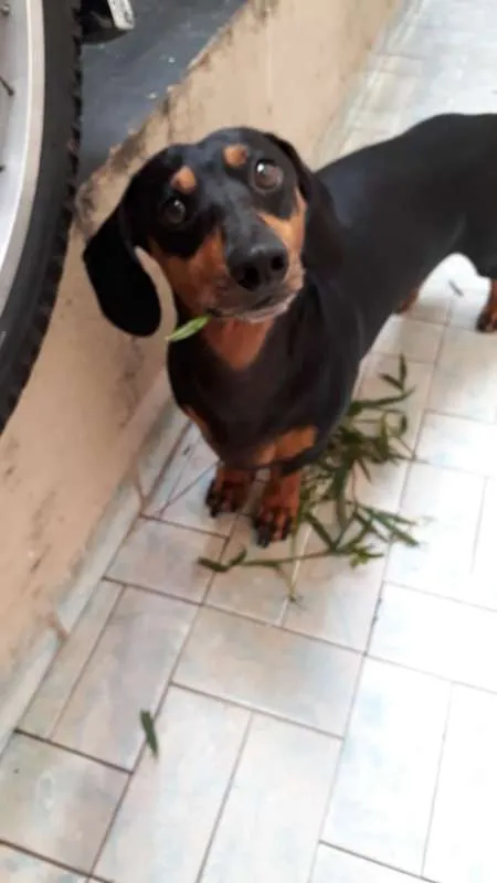 Cachorro ra a Dachshund (Salsicha) idade 5 anos nome Duda