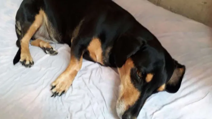 Cachorro ra a Dachshund (Salsicha) idade 5 anos nome Duda