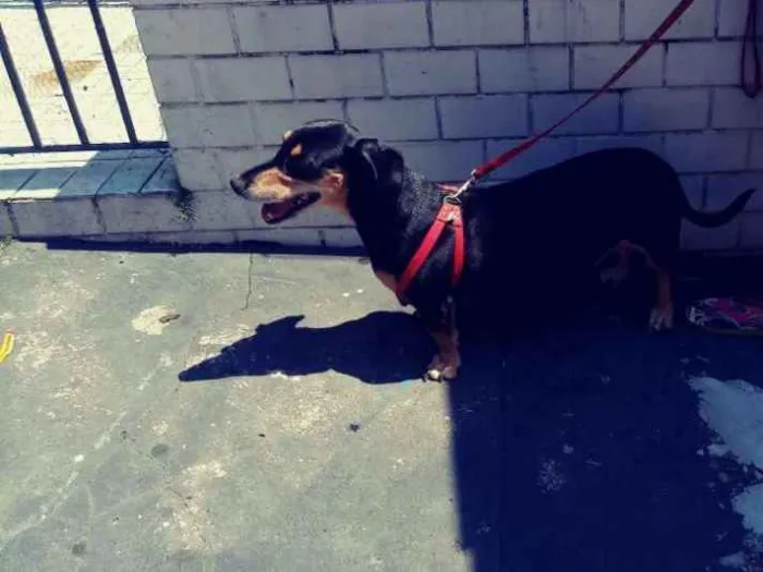 Cachorro ra a Dachshund (Salsicha) idade 5 anos nome Duda