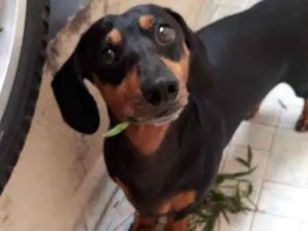 Cachorro ra a Dachshund (Salsicha) idade 5 anos nome Duda