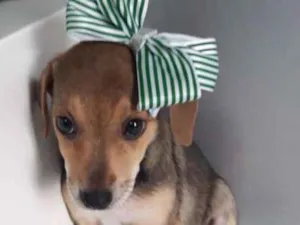 Cachorro raça SRD idade 2 a 6 meses nome Emma
