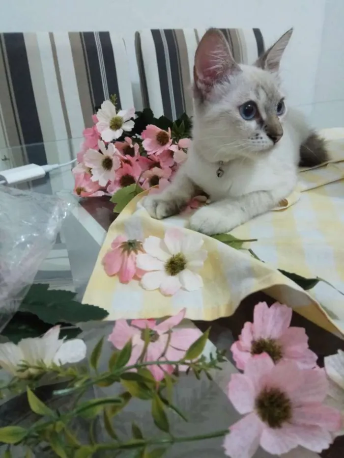 Gato ra a Siamês idade 2 a 6 meses nome Rica