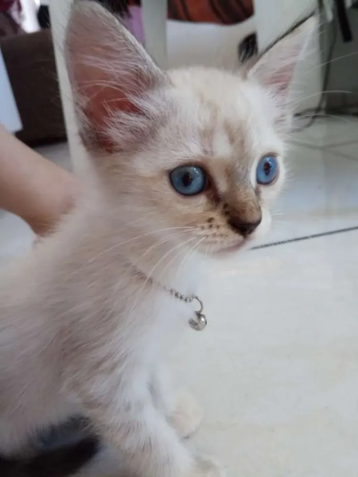 Gato ra a Siamês idade 2 a 6 meses nome Rica