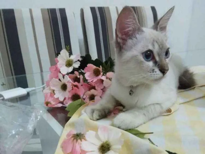 Gato ra a Siamês idade 2 a 6 meses nome Rica