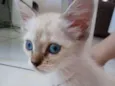 Rica