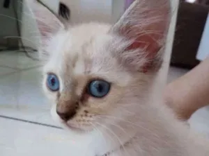 Gato raça Siamês idade 2 a 6 meses nome Rica