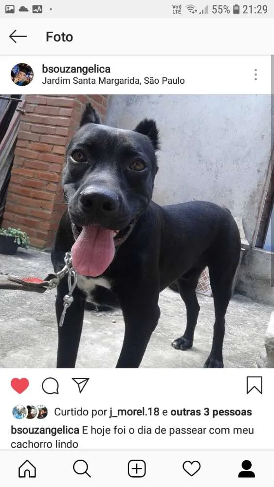 Cachorro ra a Cane corso  idade 1 ano nome Sultao