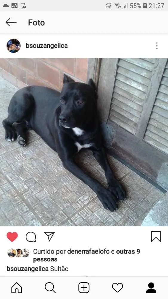 Cachorro ra a Cane corso  idade 1 ano nome Sultao