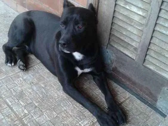 Cachorro ra a Cane corso  idade 1 ano nome Sultao