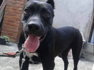 Cachorro raça Cane corso  idade 1 ano nome Sultao