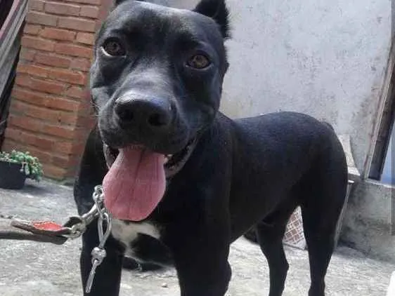 Cachorro ra a Cane corso  idade 1 ano nome Sultao