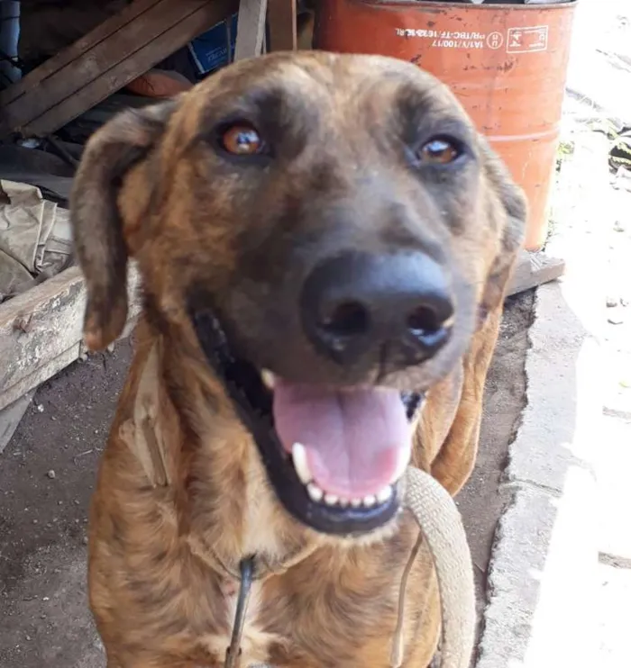 Cachorro ra a SRD idade 3 anos nome Bali