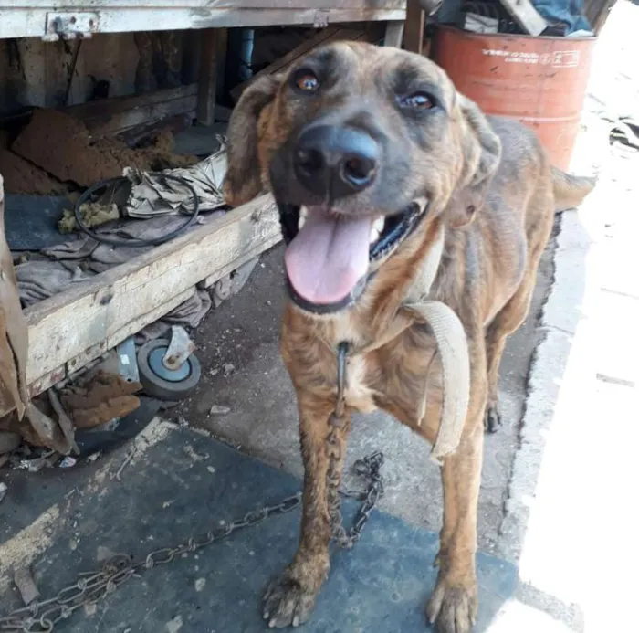 Cachorro ra a SRD idade 3 anos nome Bali