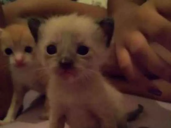 Gato raça  idade Abaixo de 2 meses nome Jin e Bambam 