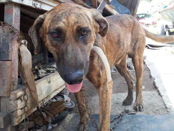 Cachorro ra a SRD idade 3 anos nome Bali