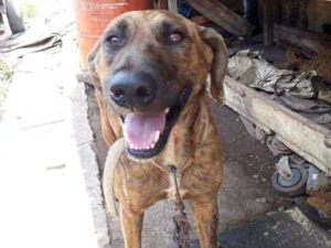 Cachorro raça SRD idade 3 anos nome Bali
