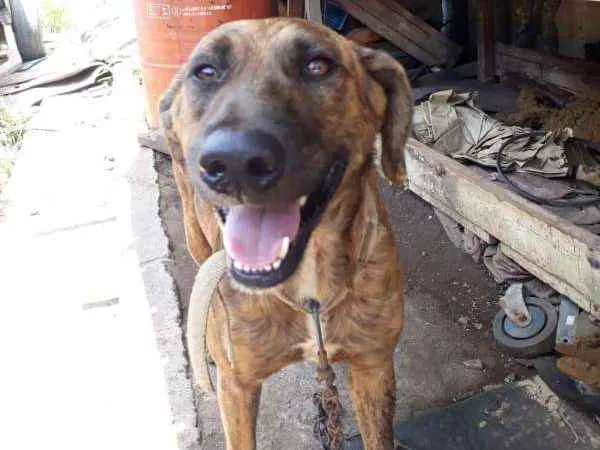 Cachorro ra a SRD idade 3 anos nome Bali