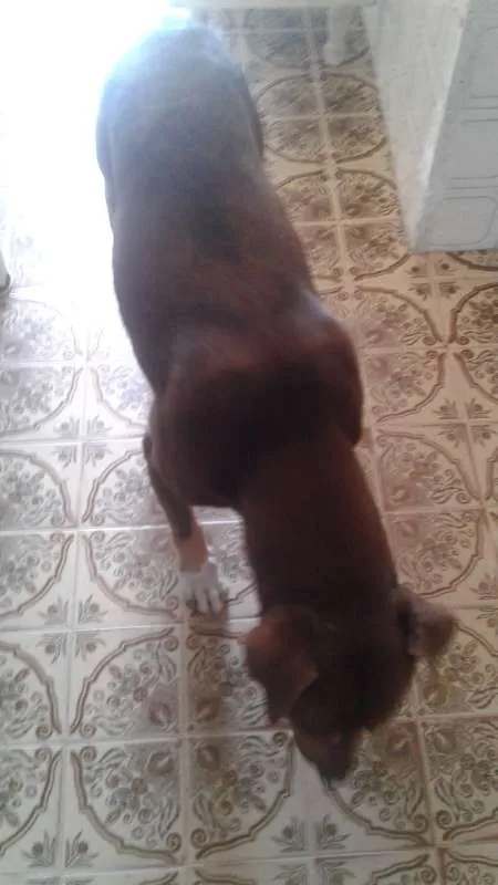 Cachorro ra a Pit-Bull idade 5 anos nome Pitt