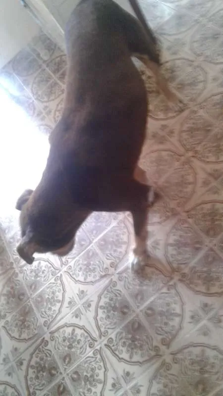 Cachorro ra a Pit-Bull idade 5 anos nome Pitt