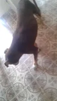 Pitt