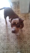 Pitt