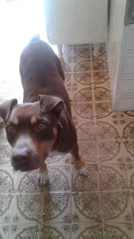 Cachorro ra a Pit-Bull idade 5 anos nome Pitt