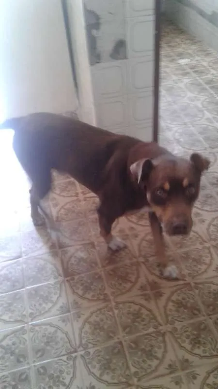 Cachorro ra a Pit-Bull idade 5 anos nome Pitt