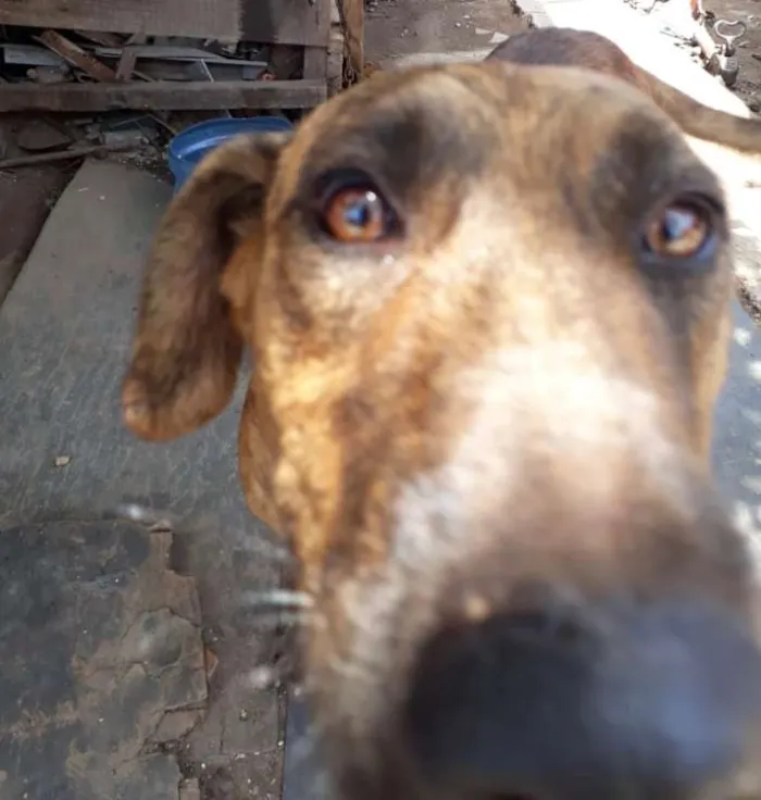 Cachorro ra a SRD idade 3 anos nome Bali