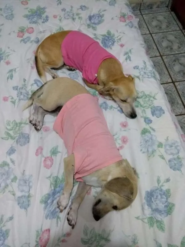 Cachorro raça SRD idade 1 ano nome Sem nome