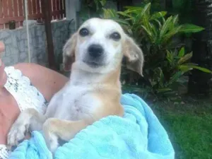 Cachorro raça SRD idade 1 ano nome Sem nome