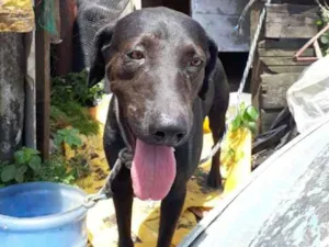 Cachorro raça SRD idade 3 anos nome Noah 