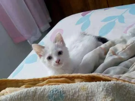 Gato ra a Vira lata idade 2 a 6 meses nome Mia