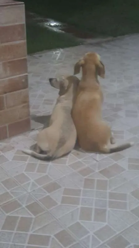 Cachorro raça SRD idade 1 ano nome Sem nome