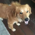 Tico